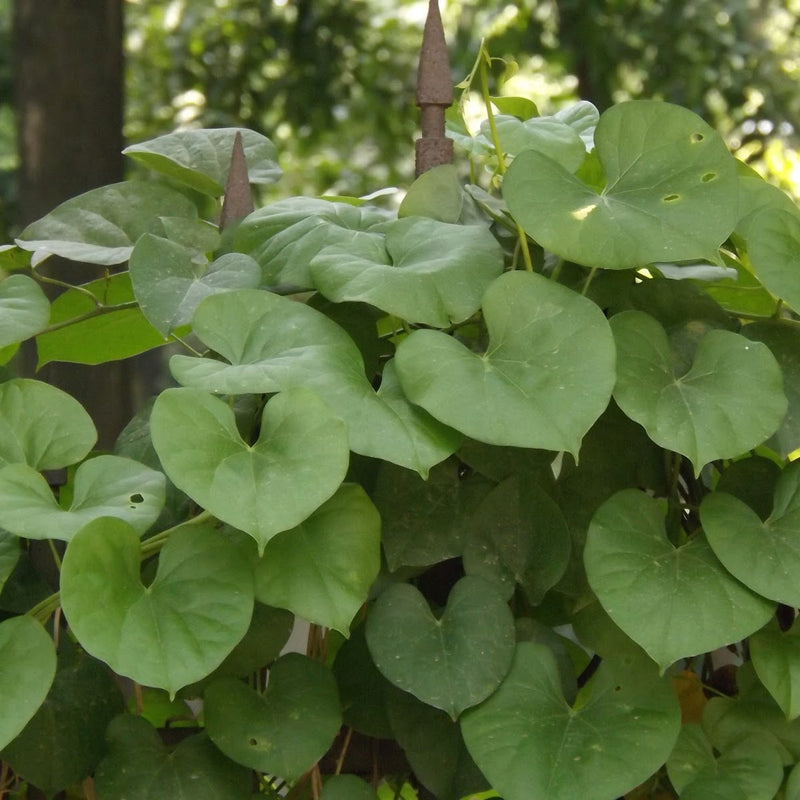Chittamruthu ( Tinospora cordifolia ) Medicinal Plant