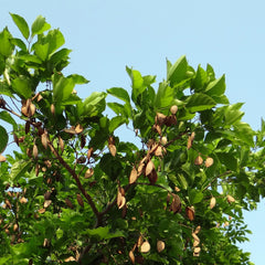 Ungu ( Pongamia Pinnata ) Medicinal Plant