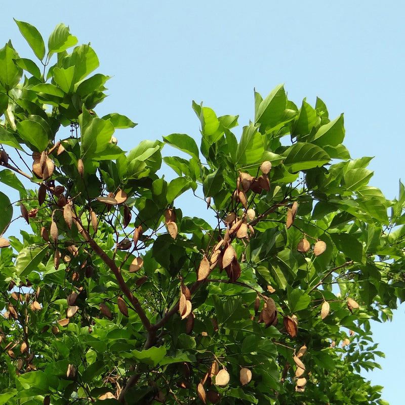 Ungu ( Pongamia Pinnata ) Medicinal Plant