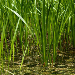 Vayambu ( Acorus calamus ) Medicinal Plant