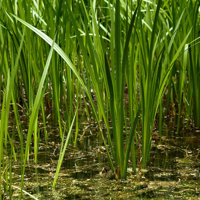Vayambu ( Acorus calamus ) Medicinal Plant