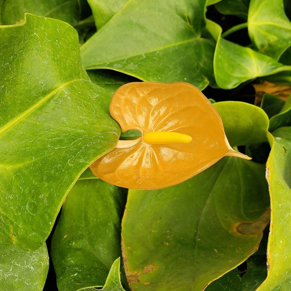 Anthurium Flower - Golden - Flower Plant