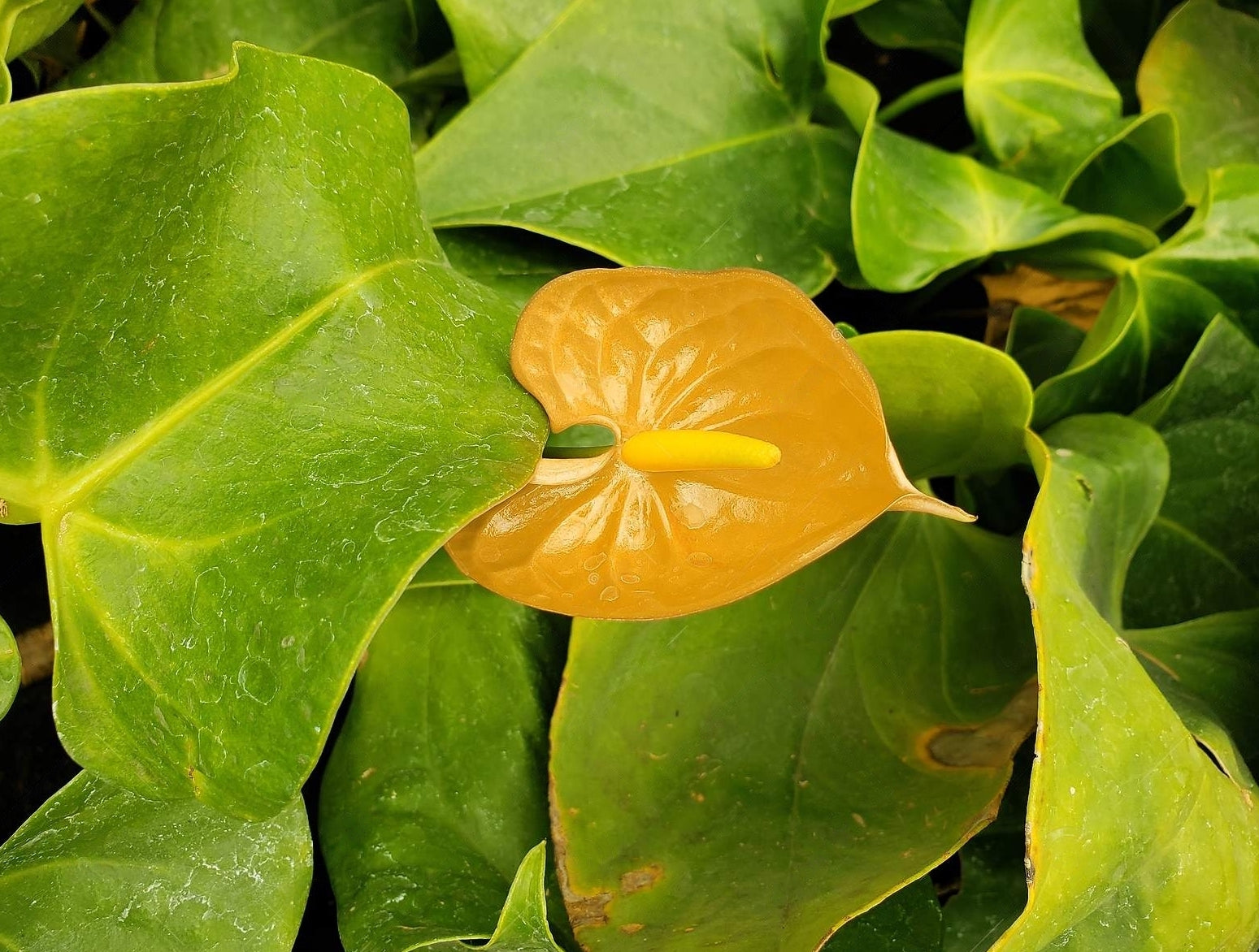 Anthurium Flower - Golden - Flower Plant